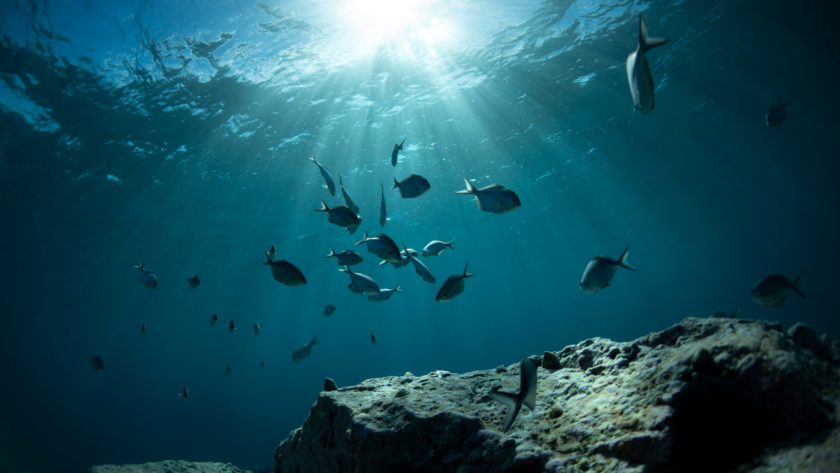 Deniz İnşaatlarında Doğal Yaşamın Sürekliliği
