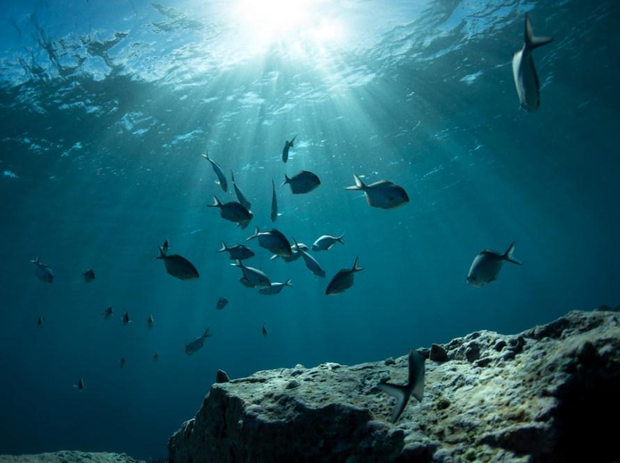 Deniz İnşaatlarında Doğal Yaşamın Sürekliliği