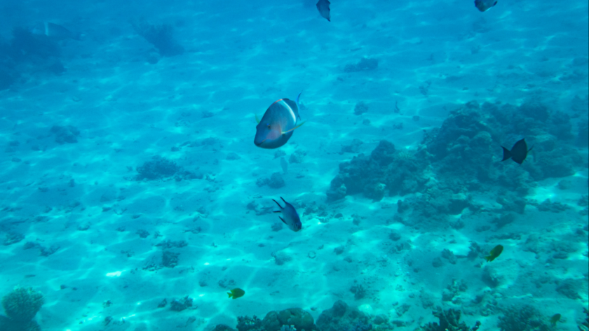 Sürdürülebilir Deniz Tarama ve Verimli Enerji Yönetimi